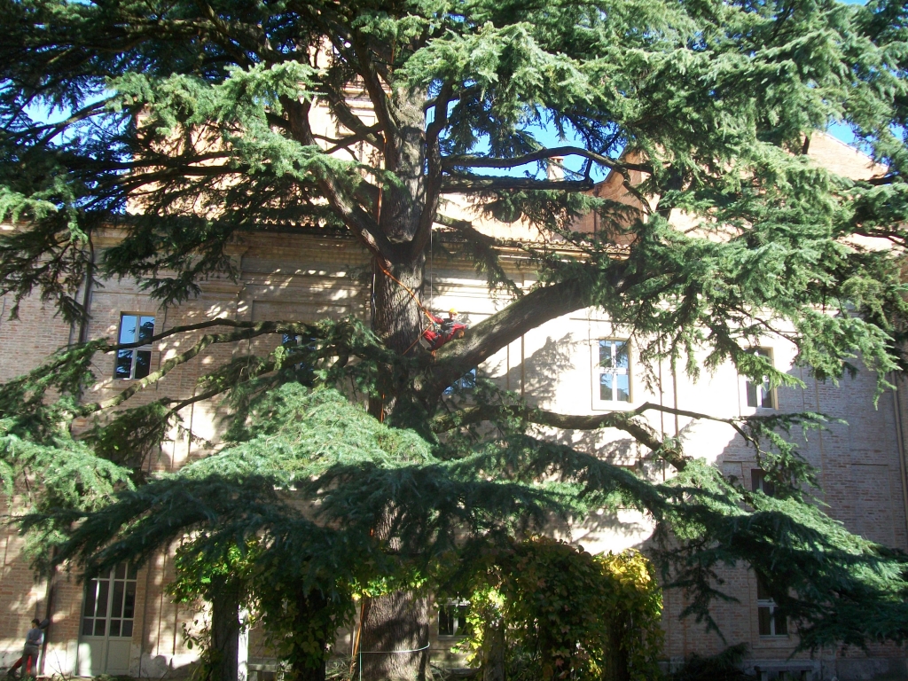 Potatura Cedro Perugia, Centro Storico